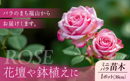 花 薔薇（ミニバラ苗木）：スマイルふくやま・1ポット 広島県福山市/小林商事 植物 お花 ポット苗 苗 薔薇 バラ 観葉植物 [BAEA004]