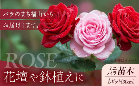 花 薔薇（ミニバラ苗木）：ふくやまシリーズ 3種混合・3ポット 広島県福山市/小林商事 植物 お花 苗木 苗 薔薇 バラ 観葉植物 セット [BAEA002]