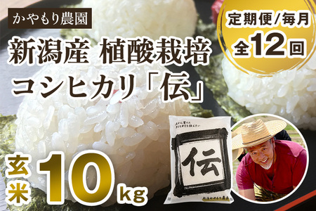 【令和7年産】【定期便12ヶ月毎月お届け】新潟産コシヒカリ「伝」真空パック 玄米10kg（5kg×2）《9月下旬～順次出荷》 かやもり農園