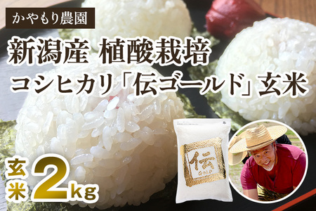 最短3日発送【令和6年産米】新潟産コシヒカリ「伝ゴールド」真空パック 玄米2kgかやもり農園