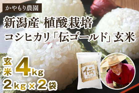 新潟産コシヒカリ「伝ゴールド」真空パック 玄米4kg（2kg×2） 南麻布の高級料亭で提供される極上米 かやもり農園