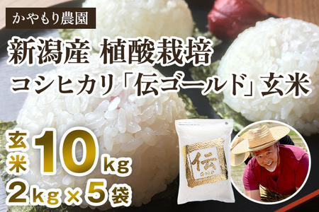 最短3日発送 【令和6年産米】新潟産コシヒカリ「伝ゴールド」真空パック 玄米10kg（2kg×5）かやもり農園