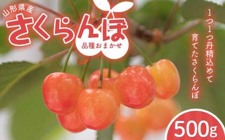 FYN6-053 ≪2027年先行予約≫山形県 品種おまかせ さくらんぼ 500g 秀品 M～L バラパック詰め 2027年6月上旬頃から順次発送 果物 くだもの フルーツ サクランボ チェリー 自宅