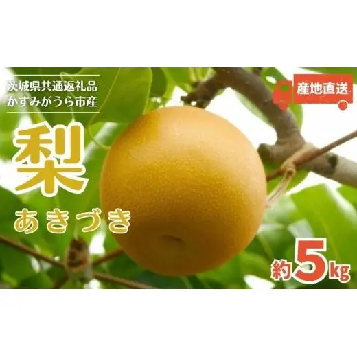 【2026年先行予約】 梨 「 あきづき 」 5kg （茨城県共通返礼品・かすみがうら市産） ／ 梨 なし 果物 フルーツ 先行予約 あきづき 5kg