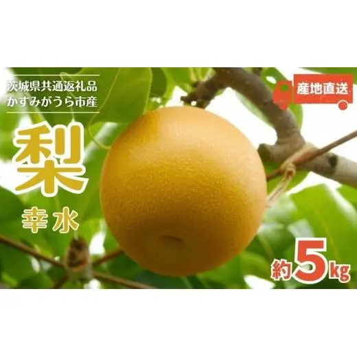 【2026年先行予約】 梨 幸水 5kg （茨城県共通返礼品・かすみがうら市産） ／ 梨 なし 果物 フルーツ 先行予約 幸水 5kg