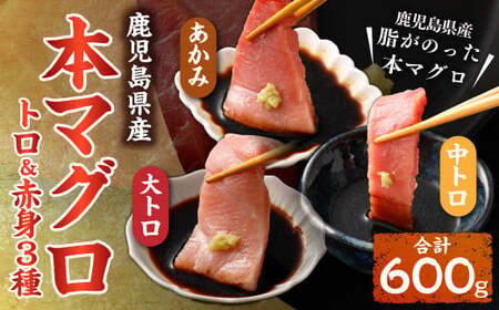 DSR-113 鹿児島県産本マグロ トロ＆赤身 3種セット 合計600g 本マグロ トロ 赤身 マグロ 魚 刺身 刺し身 【2026年1月下旬より順次出荷】