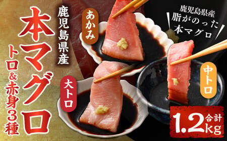HSR-111 鹿児島県産本マグロ トロ＆赤身 3種セット 合計1.2kg 本マグロ トロ 赤身 マグロ 魚  刺身 刺し身 【2026年1月下旬より順次出荷】
