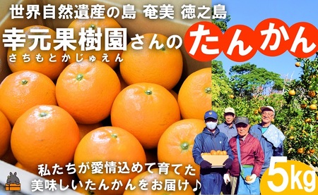 ≪先行予約≫幸元（さちもと）果樹園さんのこだわりのたんかん（5kg） ( タンカン 果物 フルーツ 柑橘 みかん 鹿児島 奄美 徳之島 美味しい 旬 果肉 )