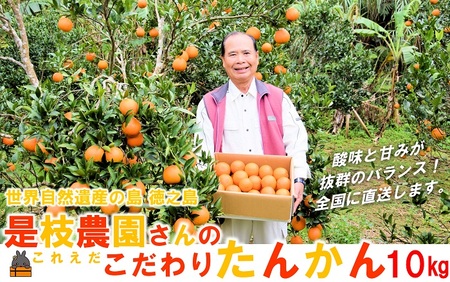 ≪先行予約≫「美味しい！」笑顔になる。是枝農園さんのこだわり たんかん（10キロ） ( フルーツ 果物 柑橘 甘い 徳之島 奄美 鹿児島 もぎたて フレッシュ 世界自然遺産 フルーツアイランド )