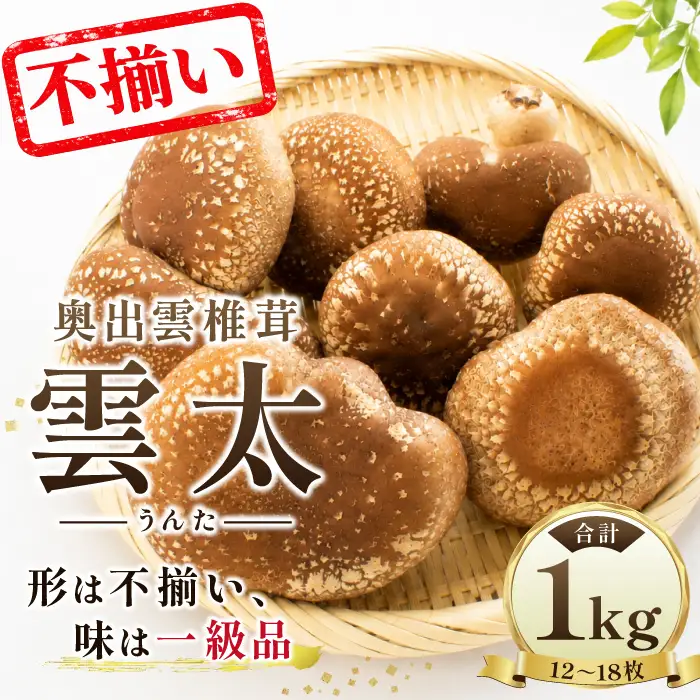 奥出雲椎茸「雲太」不揃い1kg【椎茸 生しいたけ 12枚 15枚 18枚 肉厚 収穫直後 新鮮 菌床栽培 国産 きのこ キノコ 野菜 料理 食品 プレゼント 贈り物 ギフト】