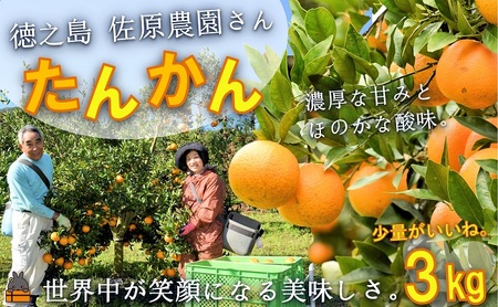 ≪今が旬！≫世界中が笑顔になるね！佐原農園さんのたんかん（3kg） ( タンカン 果物 フルーツ 柑橘 みかん 鹿児島 奄美 徳之島 美味しい 旬 果肉 )
