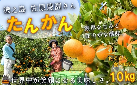 ≪今が旬！≫世界中が笑顔になるね！佐原農園さんのたんかん（10kg）( タンカン 果物 フルーツ 柑橘 みかん 鹿児島 奄美 徳之島 美味しい 旬 果肉 )