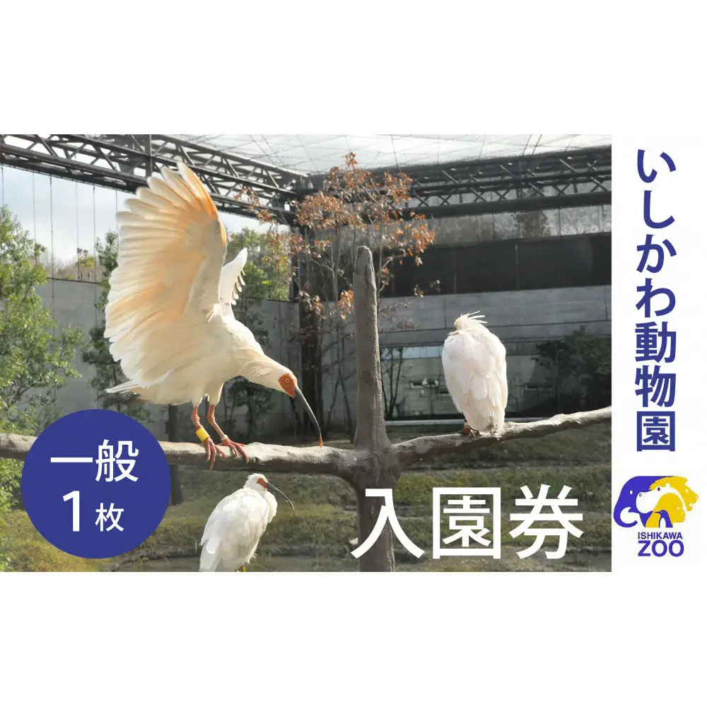 チケット いしかわ動物園入園券（一般）石川県 能美市