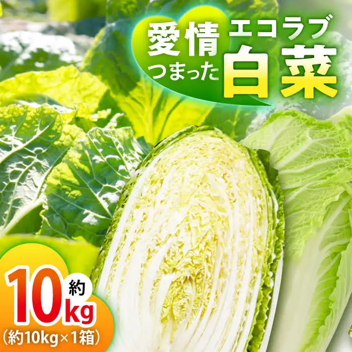 白菜 約10kg 白菜【11月中旬から順次発送】[AGBN049]