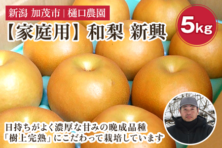 【2026年先行予約】【家庭用】和梨 新興 5kg（7～12玉）《10月下旬から順次発送》 しんこう 梨