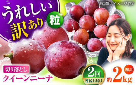 　【2026年発送先行予約】【2回定期便】　訳あり クイーンニーナ ぶどう 切り落とし 約1kg  【合同会社 社方園】[ZBZ045]