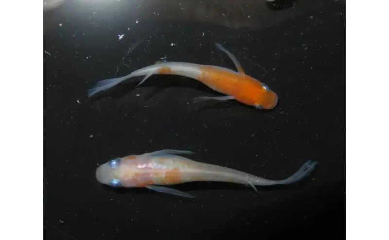 メダカ松井ヒレ長リンカ紅白観賞魚メダカ