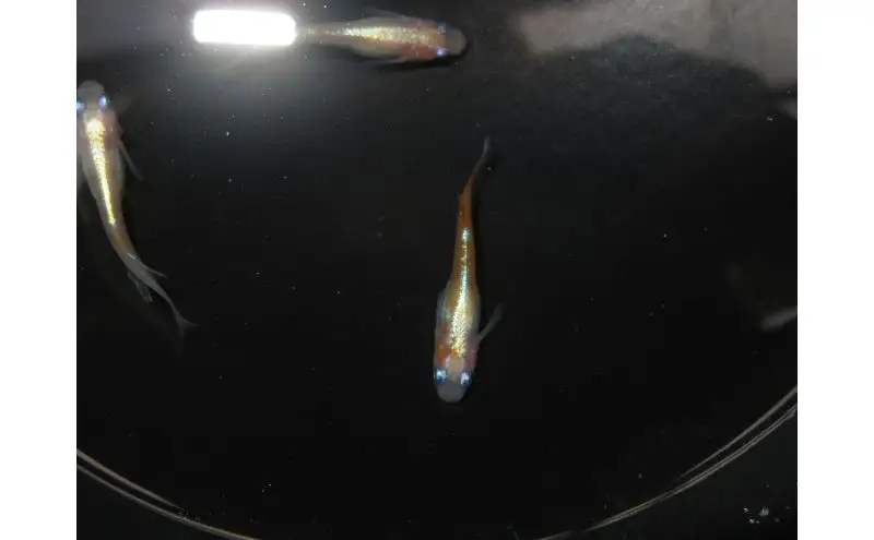 メダカリンカ紅白体外光観賞魚メダカ