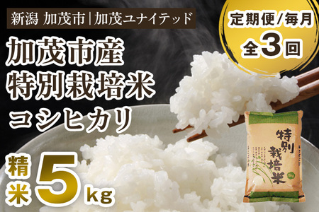 【令和8年産新米先行予約】【定期便3ヶ月毎月お届け】加茂市産 特別栽培米 コシヒカリ 精米5kg 《10月上旬～順次出荷》 栽培期間中は化学肥料・農薬不使用 新潟米 お米 白米 こしひかり 加茂ユナイテッド