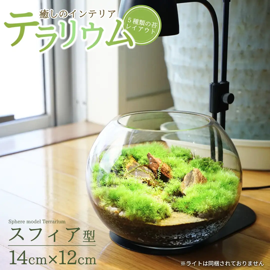 テラリウム 14cm スフィア（苔5種類） 苔リウム 苔テラリウム