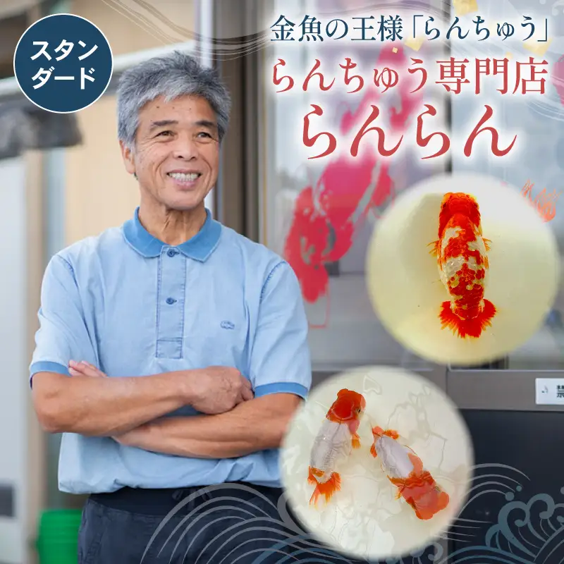 【スタンダード】 らんちゅう 飼育歴40年 ベテラン店主 日本らんちゅう協会 らんちゅう専門店 らんらん 蘭鋳 金魚 観賞魚 生き物 魚 生体 埼玉県 羽生市