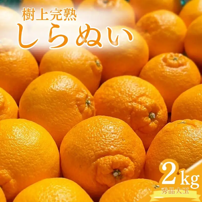 【先行予約】希少な樹上完熟　しらぬい（不知火） 秀品大玉 約2kg(6個) 2027年2月末～2027年3月末頃に順次発送予定（お届け日指定不可）/ 和歌山 みかん しらぬい 不知火 【kiy001A】