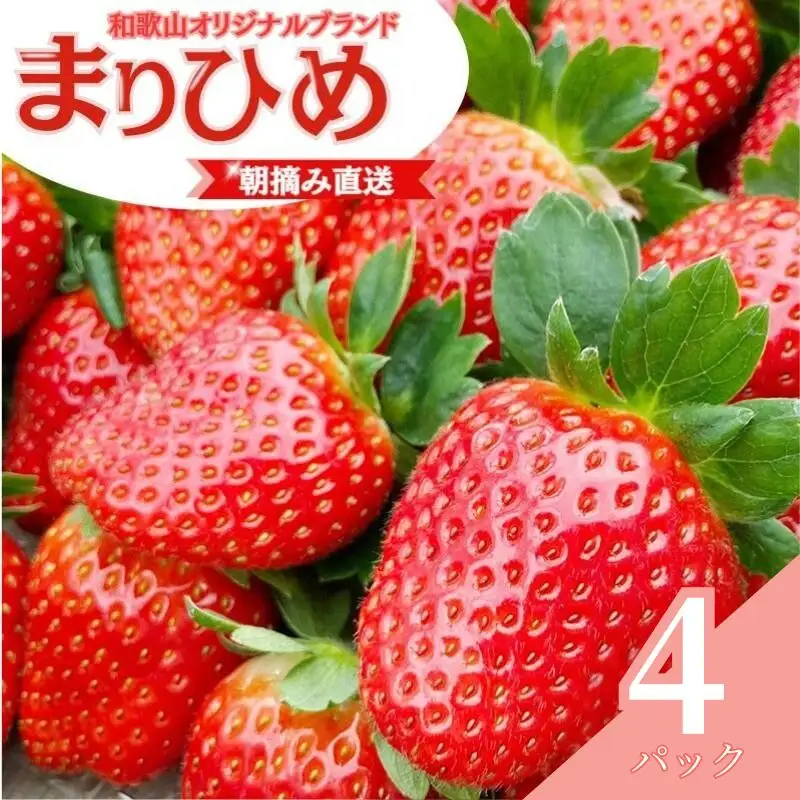 【先行予約】特大まりひめ いちご 朝摘 6個～11個入り×4パック 2027年1月中旬～2027年3月末頃に順次発送予定（お届け日指定不可）/ いちご 苺 まりひめ 和歌山 フルーツ 果物 くだもの【kiy004A】