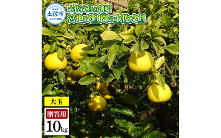 【先行予約】土佐文旦の創始 宮地文旦園の土佐文旦 贈答用3L 大玉 約10キロ 16~19個入り 10kg〈2027年3月上旬〜4月下旬〉 高知県 土佐市【宮地文旦園】[BQBP007]