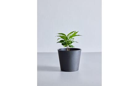 【鉢付き】コーヒーの木 テーブルMサイズ【鉢：ブラック】 ALQ0008VC01