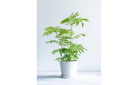 エバーフレッシュ Sサイズ 鉢付き観葉植物 ホワイトグレー｜インテリア グリーン 癒し 室内装飾 ギフト｜人気 おすすめ 送料無料｜神奈川県 横浜市 ALQ0010VC03