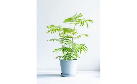 エバーフレッシュ Sサイズ 鉢付き観葉植物 ブルーグレー｜インテリア グリーン 癒し 室内装飾 ギフト｜人気 おすすめ 送料無料｜神奈川県 横浜市 ALQ0010VC04
