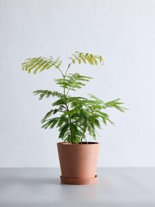 エバーフレッシュ Sサイズ 鉢付き観葉植物 テラコッタ｜インテリア グリーン 癒し 室内装飾 ギフト｜人気 おすすめ 送料無料｜神奈川県 横浜市 ALQ0010VC05