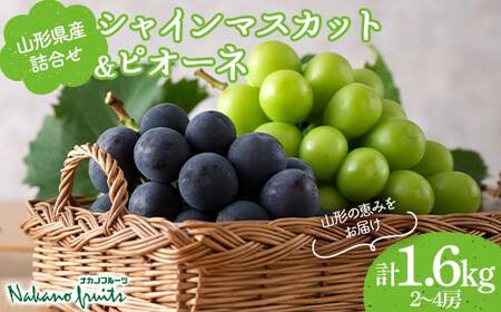≪2026年先行予約≫【仲野観光果樹園】贈答用 山形県産 シャインマスカット ピオーネ 2種詰合せ 1.6kg(2～4房) 秀品 種無し ぶどう 2026年8月下旬から順次発送 F2Y-6126