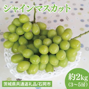 【2026年9月上旬～10月中旬発送】シャインマスカット約２kg（３～５房）【茨城県共通返礼品/石岡市】（MF-7）