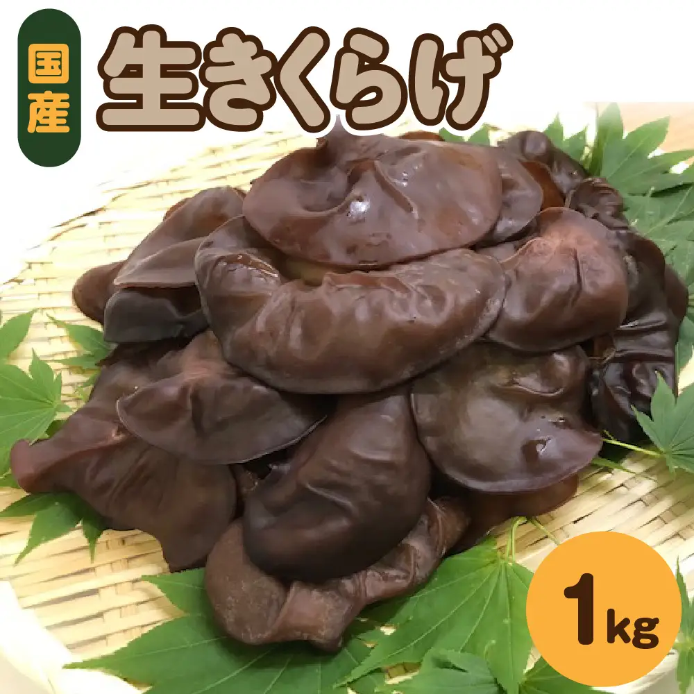 きくらげ 1kg  (500g×2袋) 国産生キクラゲ木耳青森県五所川原市
