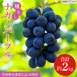 【2026年8月より順次発送】ナガノパープル 約2kg【茨城県共通返礼品/石岡市】(IT-22-1)