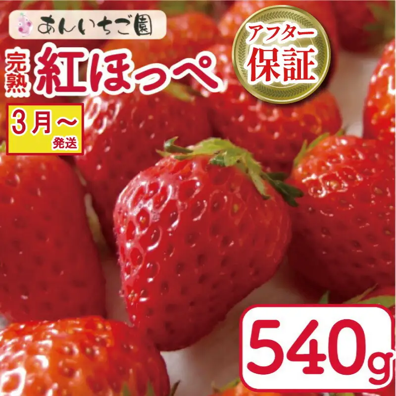 【 紅ほっぺ 】 540g 紅ほっぺ 3月～順次発送 苺 いちご