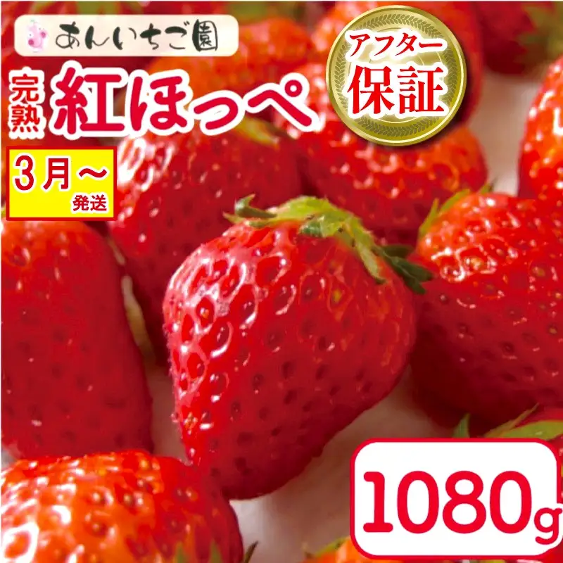  苺 いちご 紅ほっぺ 270g×4パック