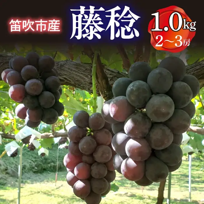 【2026年発送★先行予約】笛吹市産　藤稔　1.0kg(2～3房) 227-013-26y