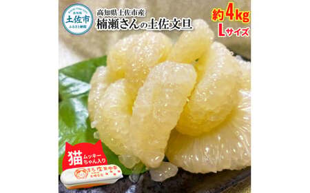 【先行予約】楠瀬さん土佐文旦 約4kg Lサイズ〈2027年2月15日?2027年4月5日発送〉 猫ムッキーちゃん入り 10玉前後 ぶんたん ブンタン フルーツ 柑橘 みかん 果物 くだもの 柑橘類 デザート 贈答用 プレゼント【まる庄果樹園】[BQAF016]