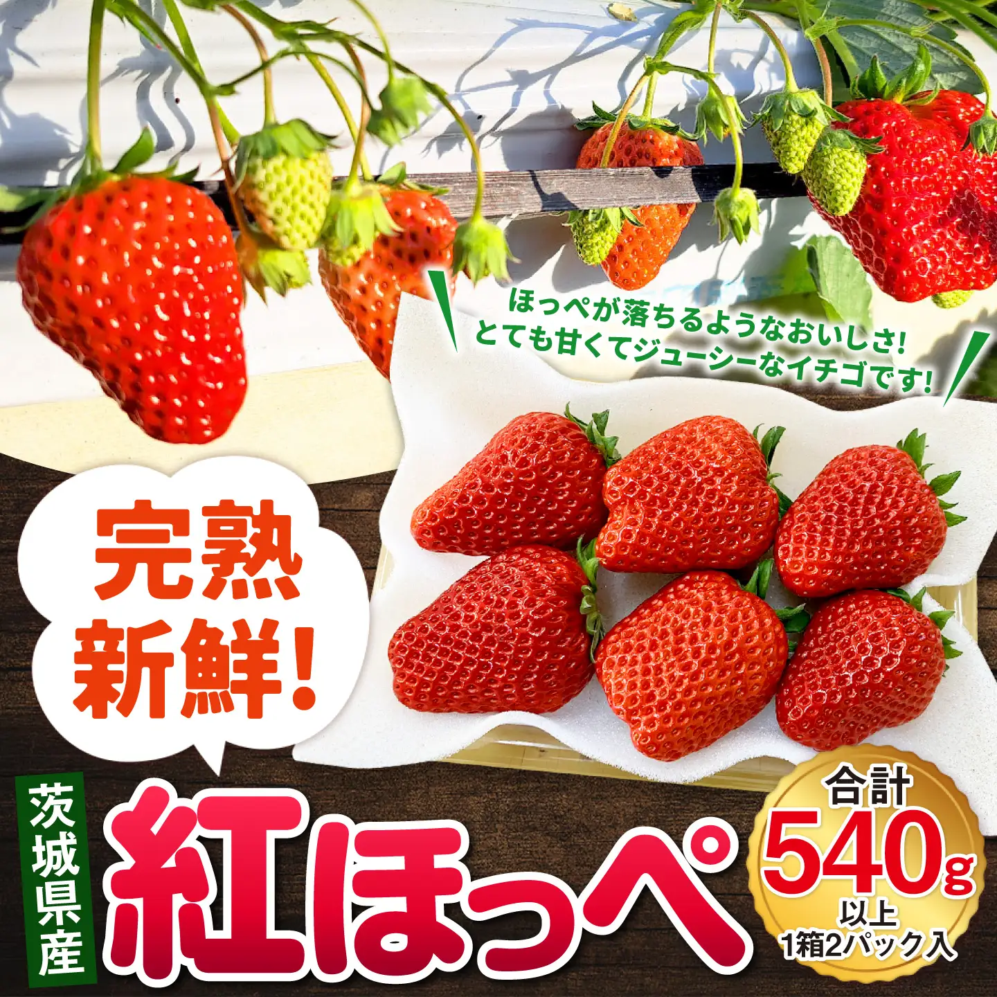 【先行予約】紅ほっぺ 1箱 2パック（合計540g以上） ※2027年2月～発送 | いちご 苺 フルーツ 果物 くだもの 果実 完熟 冷蔵 守谷市産 茨城県 守谷市