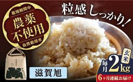 【先行予約】令和8年産 新米 6回定期 滋賀旭 2kg 玄米 [AQCP045]