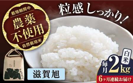 【先行予約】令和8年産 新米 6回定期 滋賀旭 2kg 白米 [AQCP046]