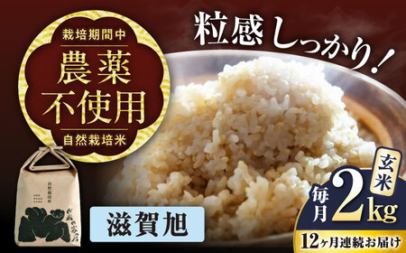 【先行予約】令和8年産 新米 12回定期 滋賀旭 2kg 玄米 [AQCP047]