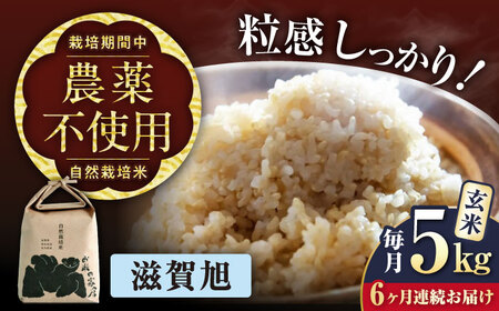 【先行予約】令和8年産 新米 6回定期 滋賀旭 5kg 玄米 [AQCP049]