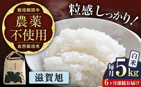 先行予約 新米 6回定期便 滋賀旭 5kg 白米 新米 [AQCP050] 定期便