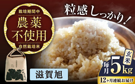 【先行予約】令和8年産 新米 12回定期 滋賀旭 5kg 玄米 [AQCP051]