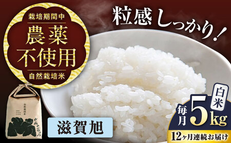 新米 【12回定期便】 先行予約 滋賀旭 5kg 新米 [AQCP052]