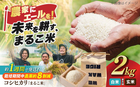 近江米 コシヒカリまるこ米2kg[AQCZ001] コシヒカリ
