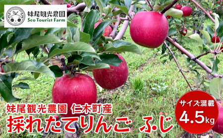 りんご ふじ サイズ混載 北海道産 りんご【4.5kg 15〜18玉】